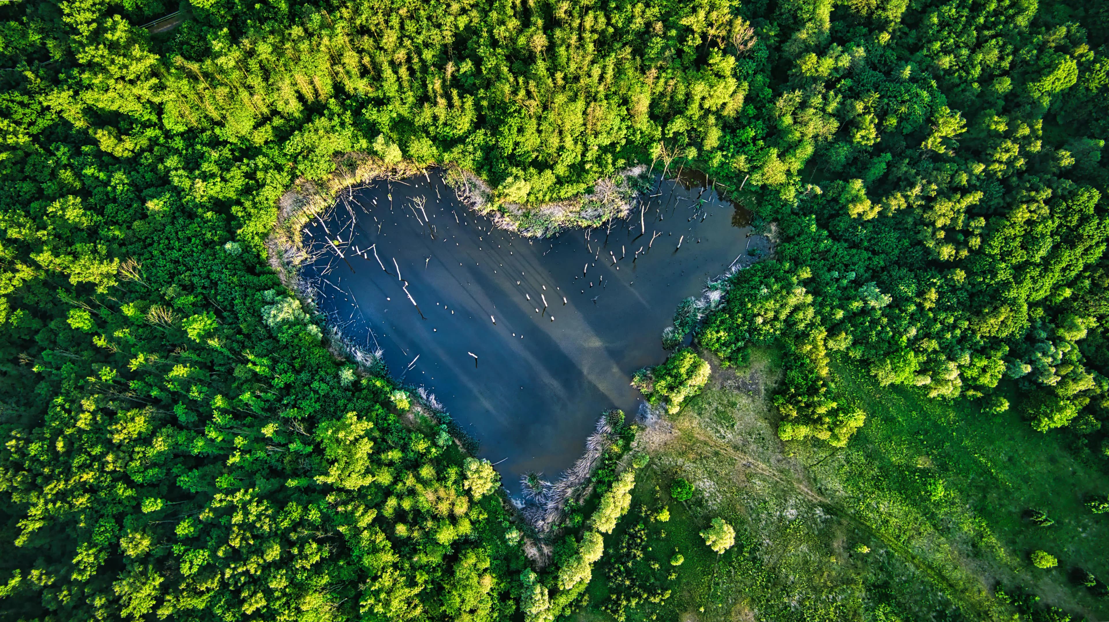 Лес и горы